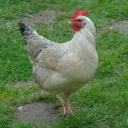 Campingplatz De Oude Rijn Ter Aar