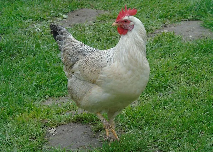 Кемпинг De Oude Rijn Ter Aar